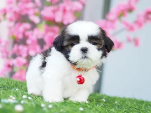 ชิสุห์ปอม ขนยาว  น่าร้าก อัพเดท 05/06
