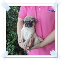 น้องแจ่มว้าว ลูกปั๊กเพศเมีย ต้องการบ้านใหม่จร้า (ขายแล้ว)