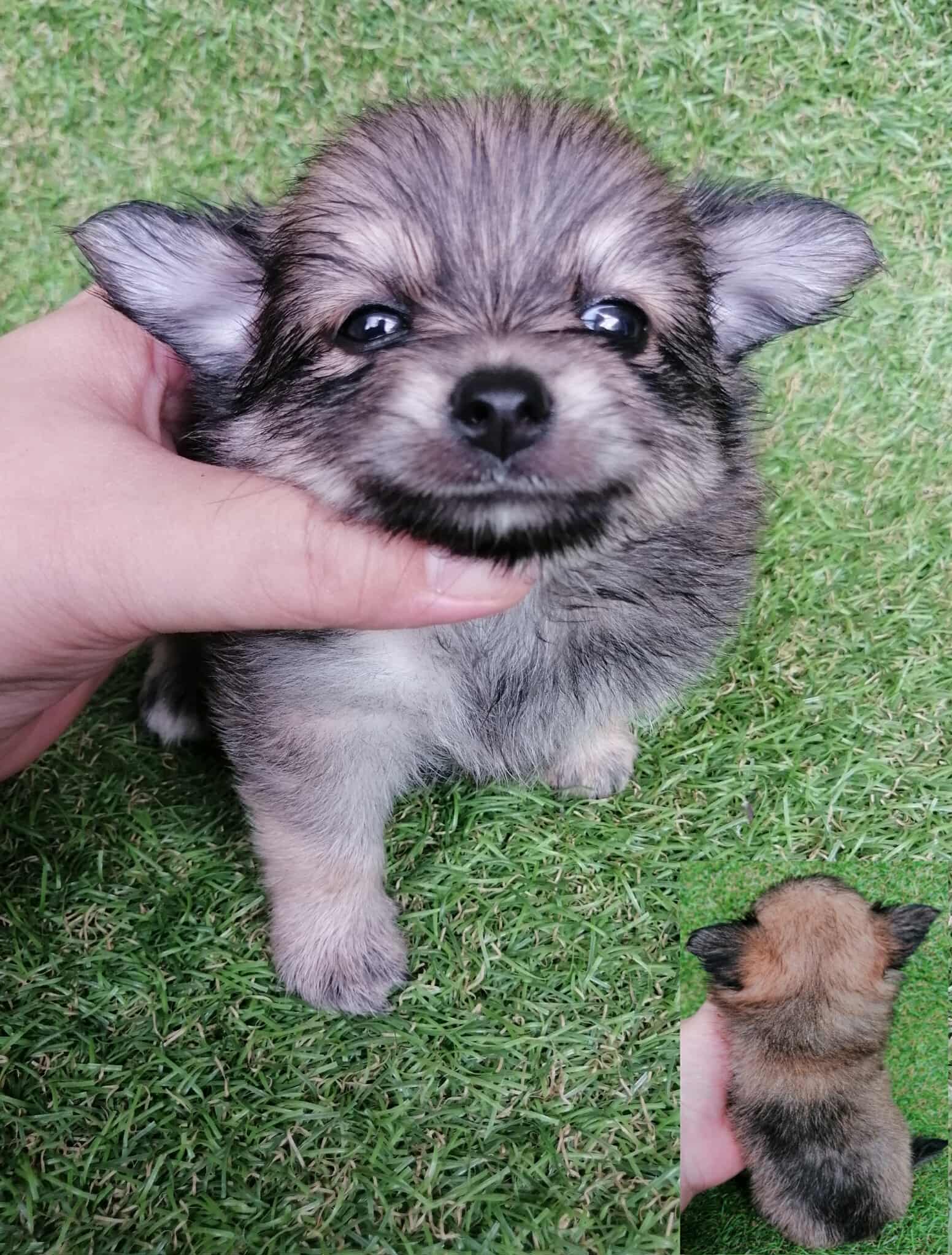 ชิสุห์ปอม