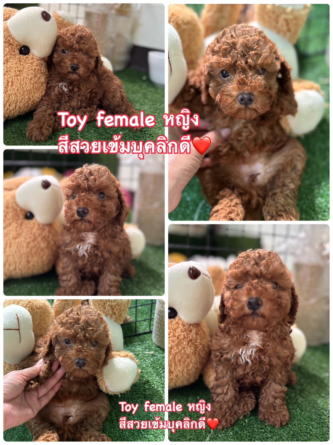 พุดเดิ้ลทอย หน้าหมีเกรดพรีเมียม poodle toy