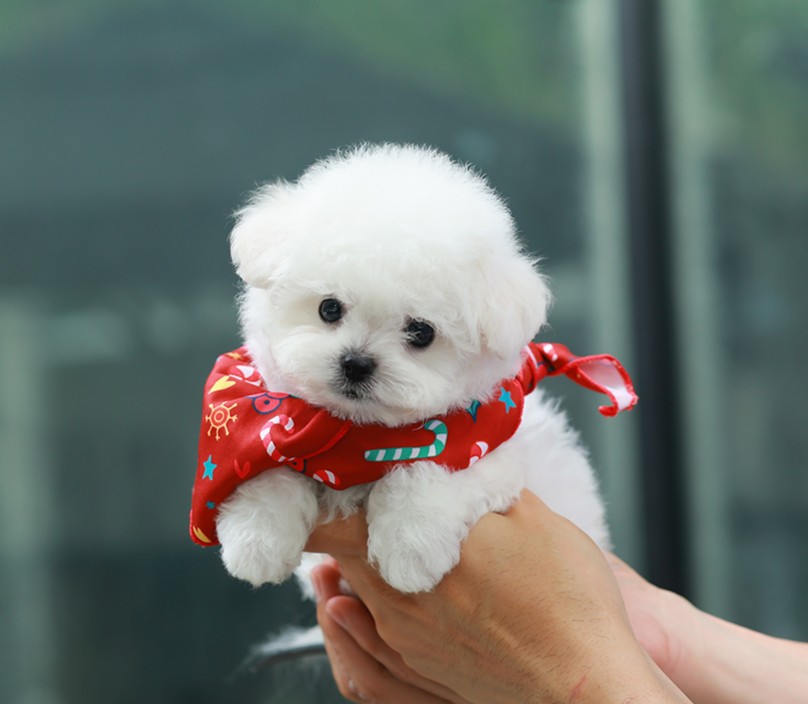 บิซอง ฟริเซ่ BCM-84855 เพศชาย สีขาว อายุ 2 เดือน ตัวเล็ก ขาสั้น หน้าสั้น ขนแน่นฟ...