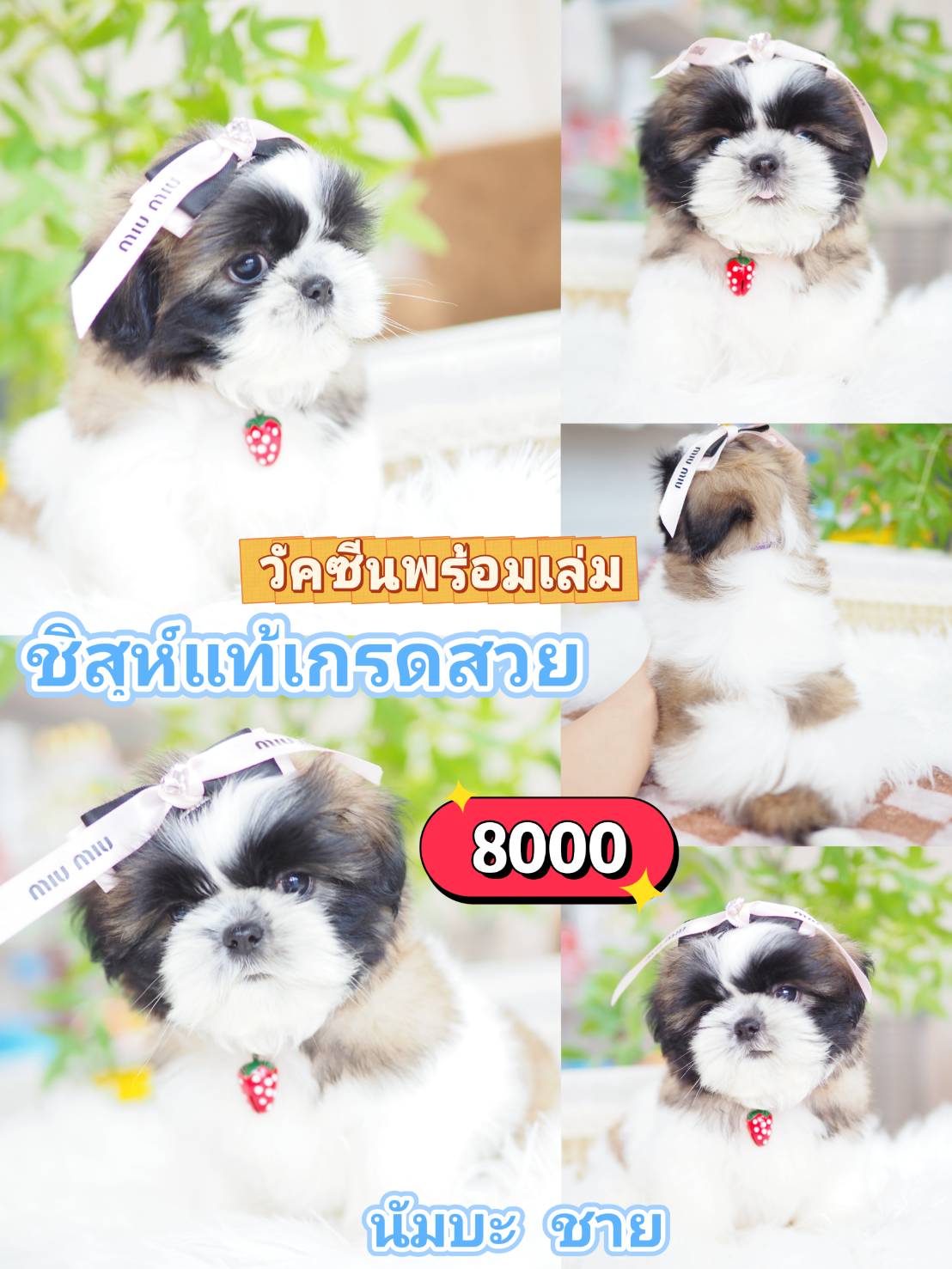 Shihtzu