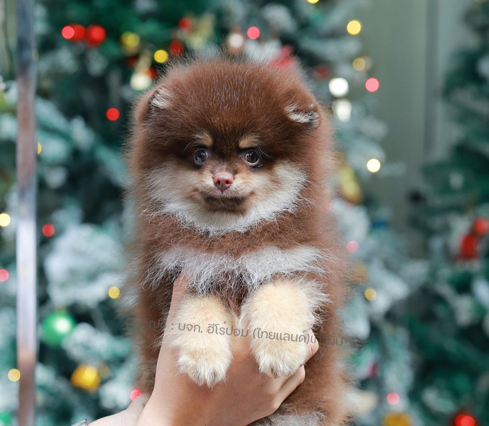 ปอมแท้ ปอมหน้าหมี HRM-10478 เพศชาย สีช็อคแทน ตัวจิ๋วตัวเล็ก แก้มอ้วน น่าฟัดมาก ๆ...