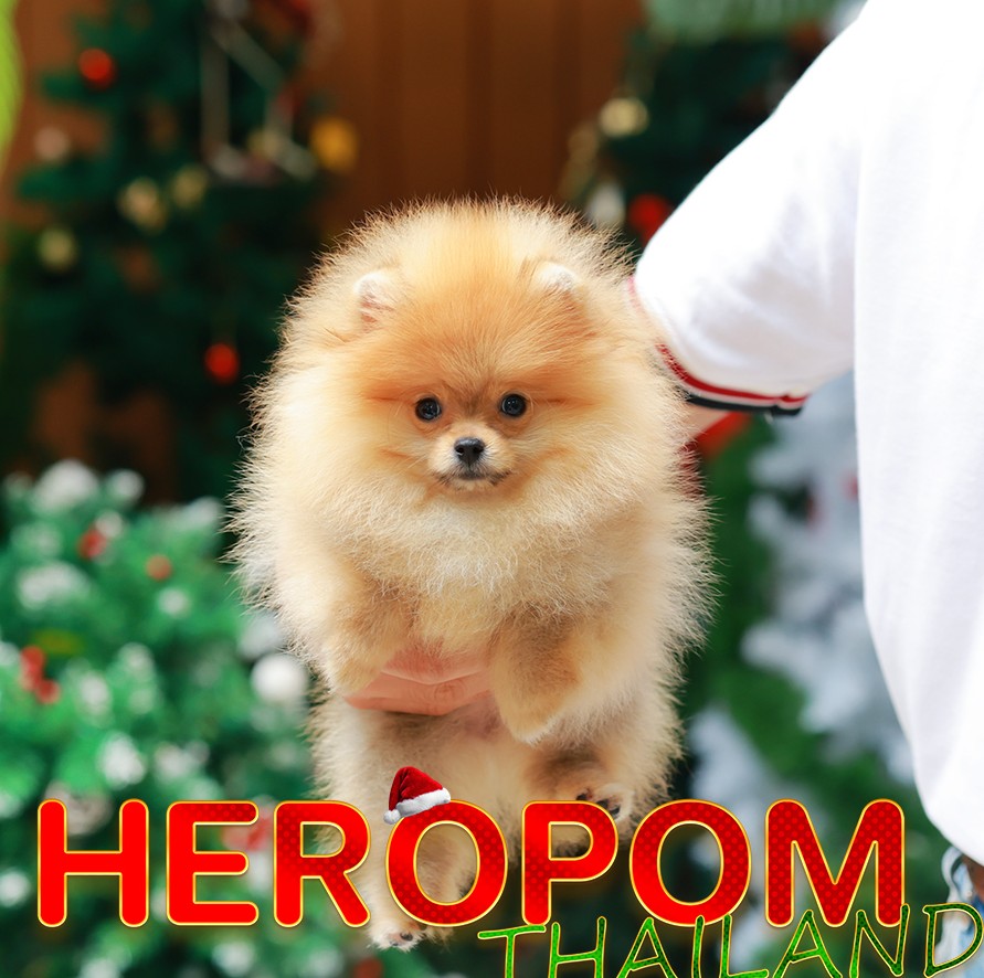 ปอมแท้ ปอมหน้าหมี HRF-10525 เพศหญิง สีส้ม อายุ 2 เดือน ขนแน่น ขาใหญ่ กินเก่ง หน้...