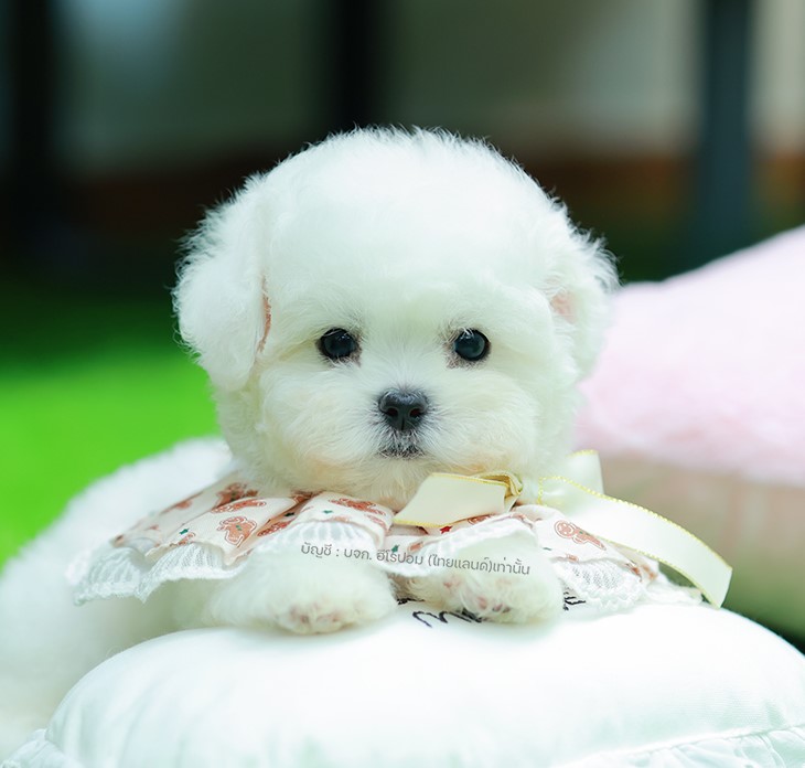 บิซอง ฟริเซ่ BCM-68345 เพศชาย สีขาว อายุ 2 เดือน ตัวเล็ก ขาสั้น หน้าสั้น ขนแน่นฟ...