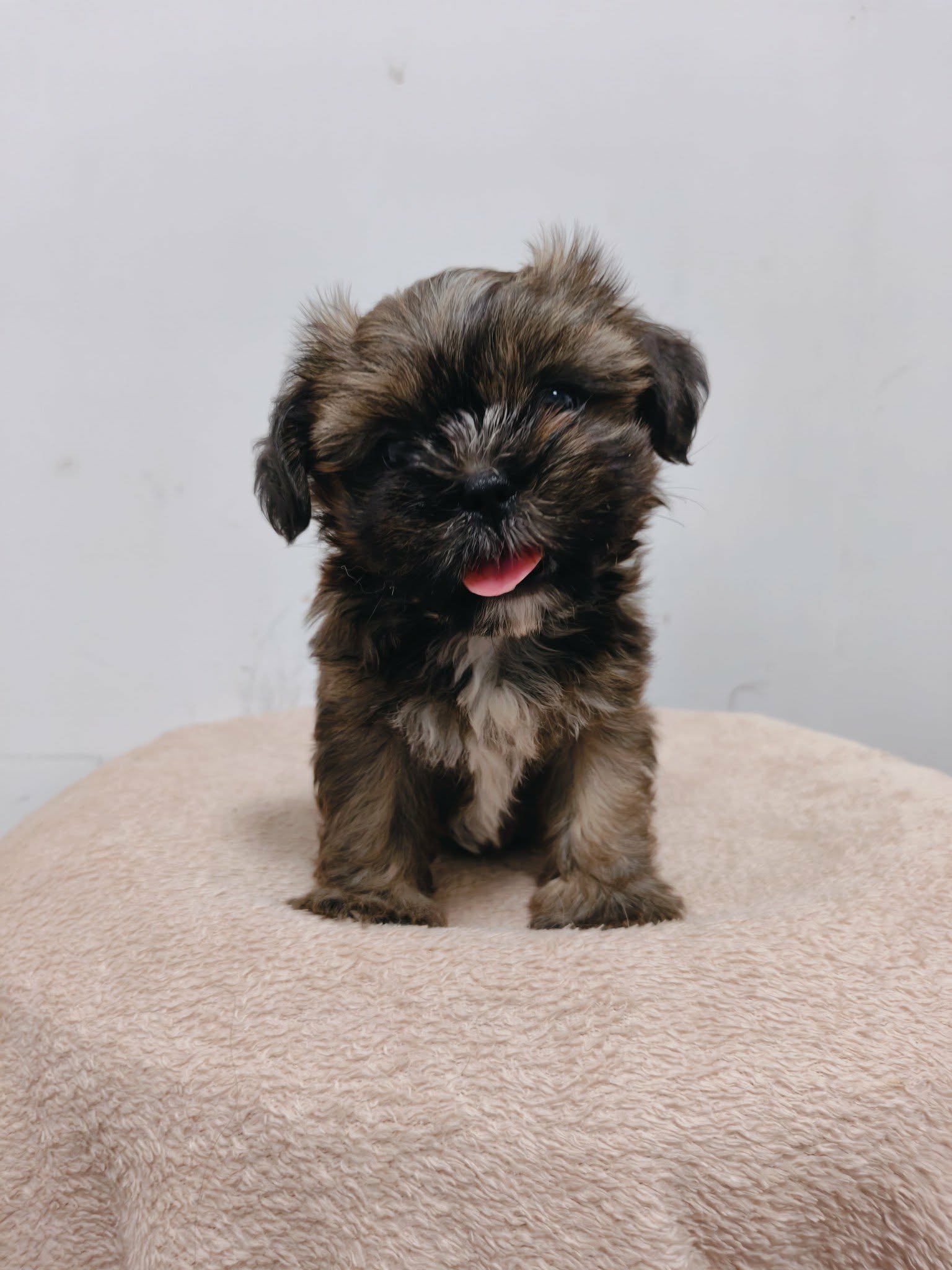 ชิสุผสมปอม idline::happyshihtzu4289