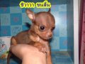 ลูก ชิวาวา ขนสั้น ไซค์เล็ก เพศผู้ มี 2 ตัว 