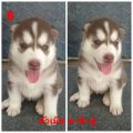 ขายน้องหมาไซบีเรียน