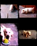 !!! ลูกสุนัขแจ๊ค รัสเซล Jack Russell Terrier !!!
