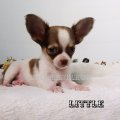 ขาย น้อง little ชิวาวา เพศผู้ขนยาวไซค์ เล็ก  มีใบเพ็ตดีกรีเต็มใบ