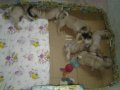 ลูกปั๊ก สุนัขบ้าน เพศผู้-เมีย 5500.- ราคาพิเศษสำหรับเลี้ยงคู่กัน