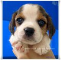 บีเกิ้ล Beagle KERORO