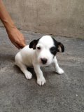 ขายน้องหมาแจ๊ครัสเซล ราคาเริ่มต้น 4,000 บาท