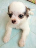 ชิวาวา เพศผู้ สีขาวน้ำตาล หัวโตหัวสวยมากค่ะ