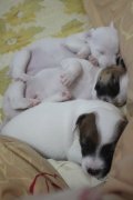 ลูกสุนัขแจ๊ครัสเซลหน้าตาน่ารัก3ตัวค่ะ