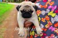 จำหน่ายPUGเพศผู้ อายุ 60 วัน หลานอเมริกันแชมป์สองสาย ใบเพ็ดเต็มใบ คุณภาพสูง