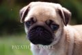 จำหน่ายPUGเพศผู้ อายุ 60 วัน หลานอเมริกันแชมป์สองสาย ใบเพ็ดเต็มใบ คุณภาพสูง