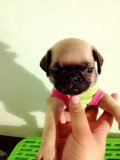 ปั๊กเมียไซร์จิ๋ววัคซีนแล้วหนึ่งเข็มจ้า5500