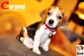 ลูกบีเกิ้ลคุณภาพจากบ้าน Miracle Beagle Kennel ตัวเมีย น้อง Caramel^^