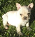 <<MINI FRENCH BULLDOGเพศเมียเล็กจี๋วตัวสั้นเตี้ยเล็ก 