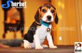 ลูกบีเกิ้ลคุณภาพจากบ้าน Miracle Beagle Kennel ตัวเมีย น้อง Sherbet^^