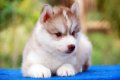 ALL BEST KENNEL แหล่งรวมไซบีเรียนเกรดคุณภาพมากที่สุด มีลูกสุนัขให้ท่านเลือกหลากห...