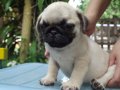 น้องปั๊ก หน้าย่น อ้วนๆ มาแล้วครับ มี 1 ตัว โทร. 081-195-5028.