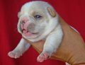 ((เปิดจองลูกสุนัขสายพันธุ์ FRENCH BULLDOG ))((สายเลือดพ่ออเมริกัน-ไทยแชมป์ ))up...