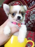 Chihuahuaขนยาวเพศเมียสายเลือดดีฟอร์มแจ่มหน้าสั้นหัวสวยราคากันเอง