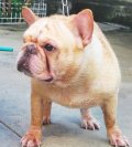 ((เปิดจองลูกสุนัข FRENCH BULLDOG ))( พ่ออเมริกัน-ไทยแชมป์ )ราคาพิเศษสุดๆ