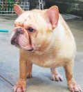 ((เปิดจองลูกสุนัข FRENCH BULLDOG ))( พ่ออเมริกัน-ไทยแชมป์ )ราคาพิเศษสุดๆ