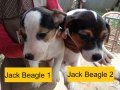 ขาย!ลูกสุนัขแจ๊ครัสเซลล์พันธุ์ผสม(jack-beagle)น่ารักๆ ตัวละ4000บาทค่ะ