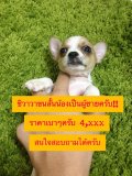 น้องชิวาวาครับขนสั้น ช 1 ญ 3 เริ่มต้น 4,xxx-5,xxx ครับ^^