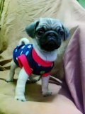 PUG น้อยเพศผู้น่ารักกำลังรอบ้านใหม่อยู่นะครับราคากันเองจ้า