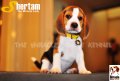 ลูกบีเกิ้ลคุณภาพจากบ้าน Miracle Beagle Kennel ตัวเมีย น้อง Shertam^^