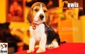 ลูกบีเกิ้ลคุณภาพจากบ้าน Miracle Beagle Kennel ตัวผู้ น้องลูอิส Lewis^^