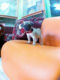 PUG น้อยเพศผู้น่ารักกำลังรอบ้านใหม่อยู่นะครับราคาไม่แพง