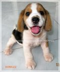 บีเกิ้ล Beagle BUBBLES