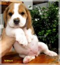 บีเกิ้ล Beagle BUBBLES