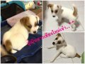 ขายลูกแจ็ครัสเซล ตัวเมีย