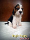 บีเกิ้ล BB.PUPPY HOUSE'S Am.Th.CH ราคาแบ่งกันเลี้ยง0858230134