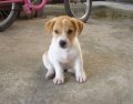 ขายลูกแจ๊ครัสเซลเทอร์เรียพันธุ์แท้ (jackrussell terrier) ขนสั้น