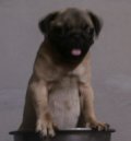 ลูกปั๊กสวยน่ารักอัวนอ้วนสายพันธ์ดี