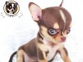 Chihuahua Male Smooth Coat ช็อคโกแลต & แทน