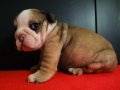 แบ่งขายลูกสุนัข English Bulldog  ลูกTH.CH. IRON MAN สายเลือดแชมป์ครับ