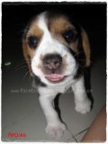 บีเกิ้ล Beagle ARAVIS