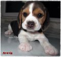 บีเกิ้ล Beagle ARAVIS