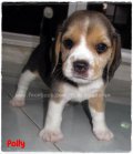 บีเกิ้ล Beagle POLLY