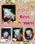 PPF "«จำหน่ายชิวาวาขนยาวไซด์ T-CUP ฟรีค่าจัดส่งคร้า»"