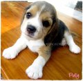 บีเกิ้ล Beagle POLLY